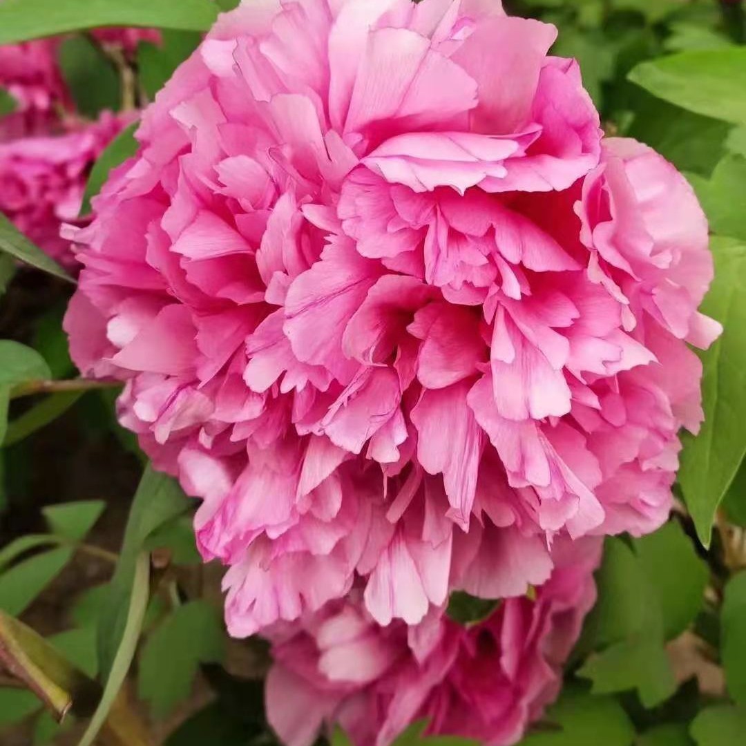 公司附近的花坛里有很 Dclick