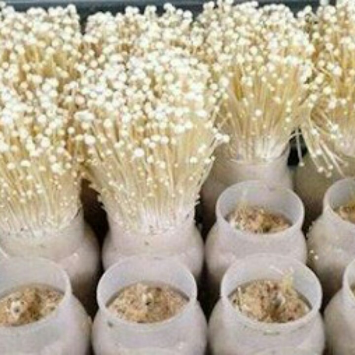 Эноки выращивание дома. Как выращивают грибы эноки
